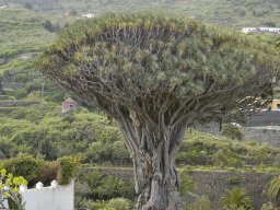 Tenerife2002-2003-017